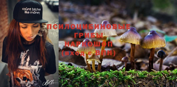 сатива Пересвет